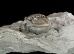 Wide, Enrolled Flexicalymene Trilobite In Shale - Ohio #52196-2